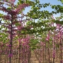 Cercis Siliquastrum