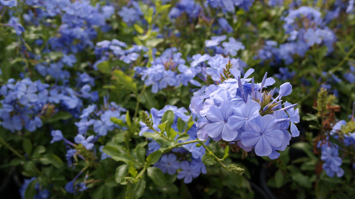 Plumbago Auriculate Imperial Blue