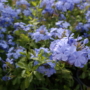 Plumbago Auriculate Imperial Blue